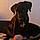 Barak