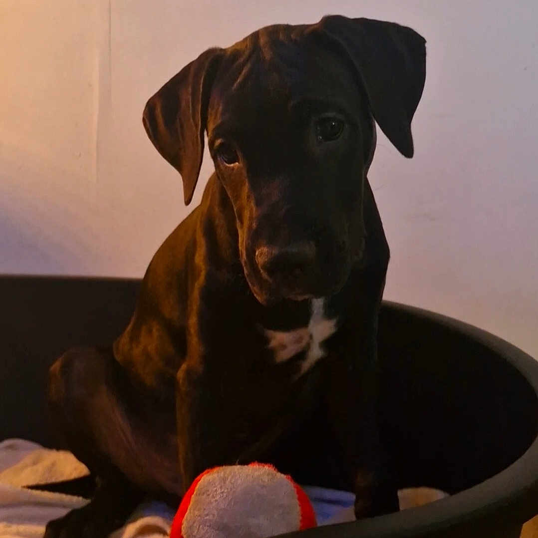 Barak participe au concours pour gagner de l'argent avec cette photo : puppy, dog, black_dog, pet, indoor, dog_bed, toy, plush_toy, curious, animal, young_dog, cute, pet_bed, resting, fur, canine, companion, domestic_animal, looking, shadow