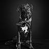 Barak participe au concours pour gagner de l'argent avec cette photo : animal, bandana, black_and_white, black_dog, canine, collar, cute, dog, domestic_animal, ears, fur, indoor, looking_up, mammal, paw, pet, portrait, sitting, snout, studio