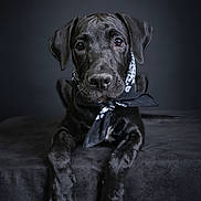 Barak a rejoint le concours — aidez-le/la à gagner de superbes lots ! adorable, animal, bandana, black_dog, canine, cute, dog, domestic_animal, ears, fur, indoor, looking_at_camera, paw, pet, portrait, puppy, sitting, snout, studio, young_dog