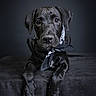 adorable, animal, bandana, black_dog, canine, cute, dog, domestic_animal, ears, fur, indoor, looking_at_camera, paw, pet, portrait, puppy, sitting, snout, studio, young_dog