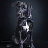 Barak participe au concours pour gagner de l'argent avec cette photo : animal, bandana, black_dog, canine, cute, dog, domestic_animal, ears, expression, friendly, fur, indoors, looking, nose, paw, pet, portrait, sitting, studio, young