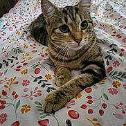 Melba a rejoint le concours — aidez-le/la à gagner de superbes lots ! cat, tabby, pet, animal, bed, bedspread, floral_pattern, indoor, cute, feline, whiskers, ears, paw, striped, resting, closeup, domestic_animal, cozy, relaxed, curious