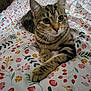 cat, tabby, pet, animal, bed, bedspread, floral_pattern, indoor, cute, feline, whiskers, ears, paw, striped, resting, closeup, domestic_animal, cozy, relaxed, curious