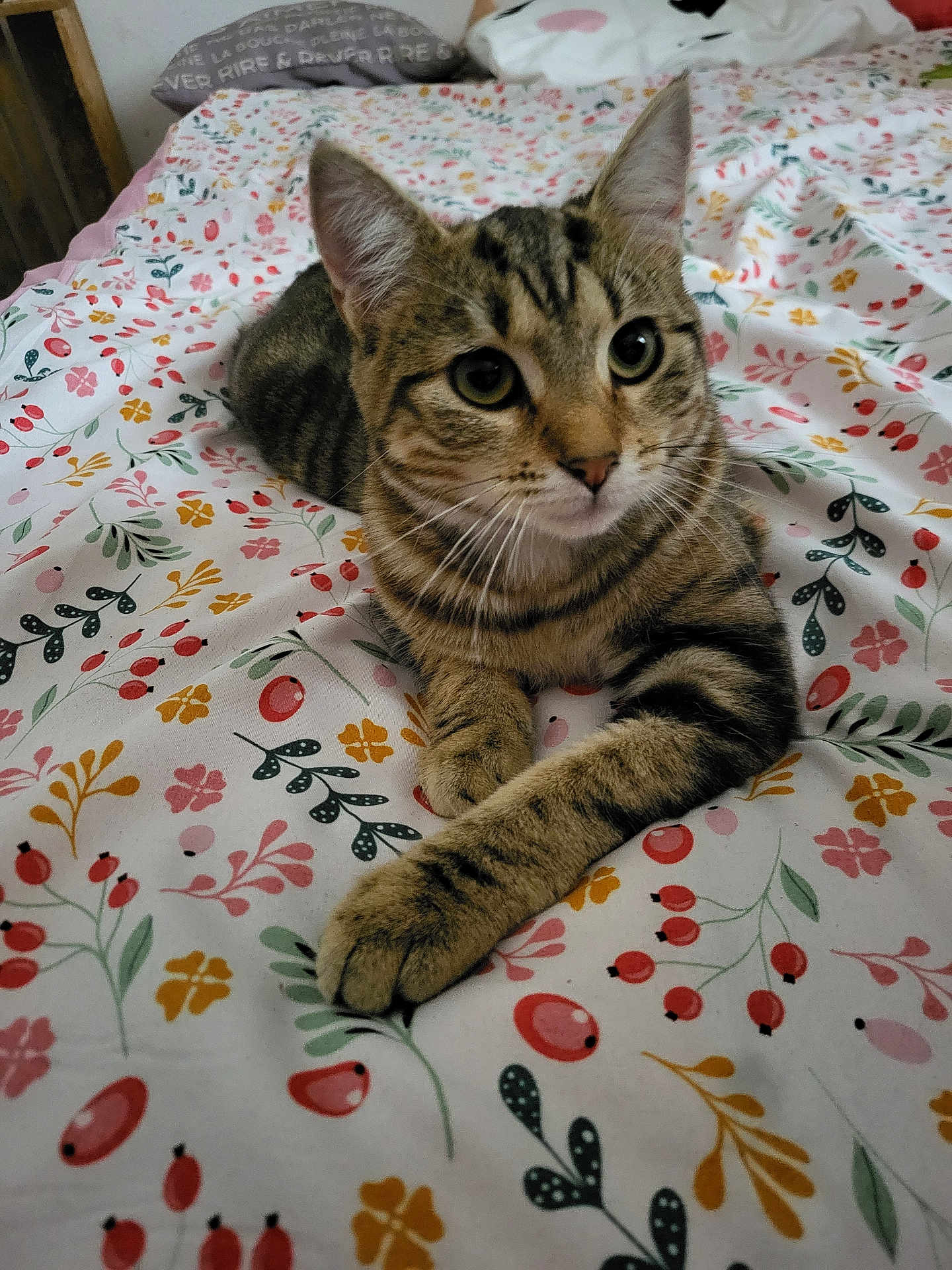Melba a rejoint le concours — aidez-le/la à gagner de superbes lots ! cat, tabby, pet, animal, bed, bedspread, floral_pattern, indoor, cute, feline, whiskers, ears, paw, striped, resting, closeup, domestic_animal, cozy, relaxed, curious