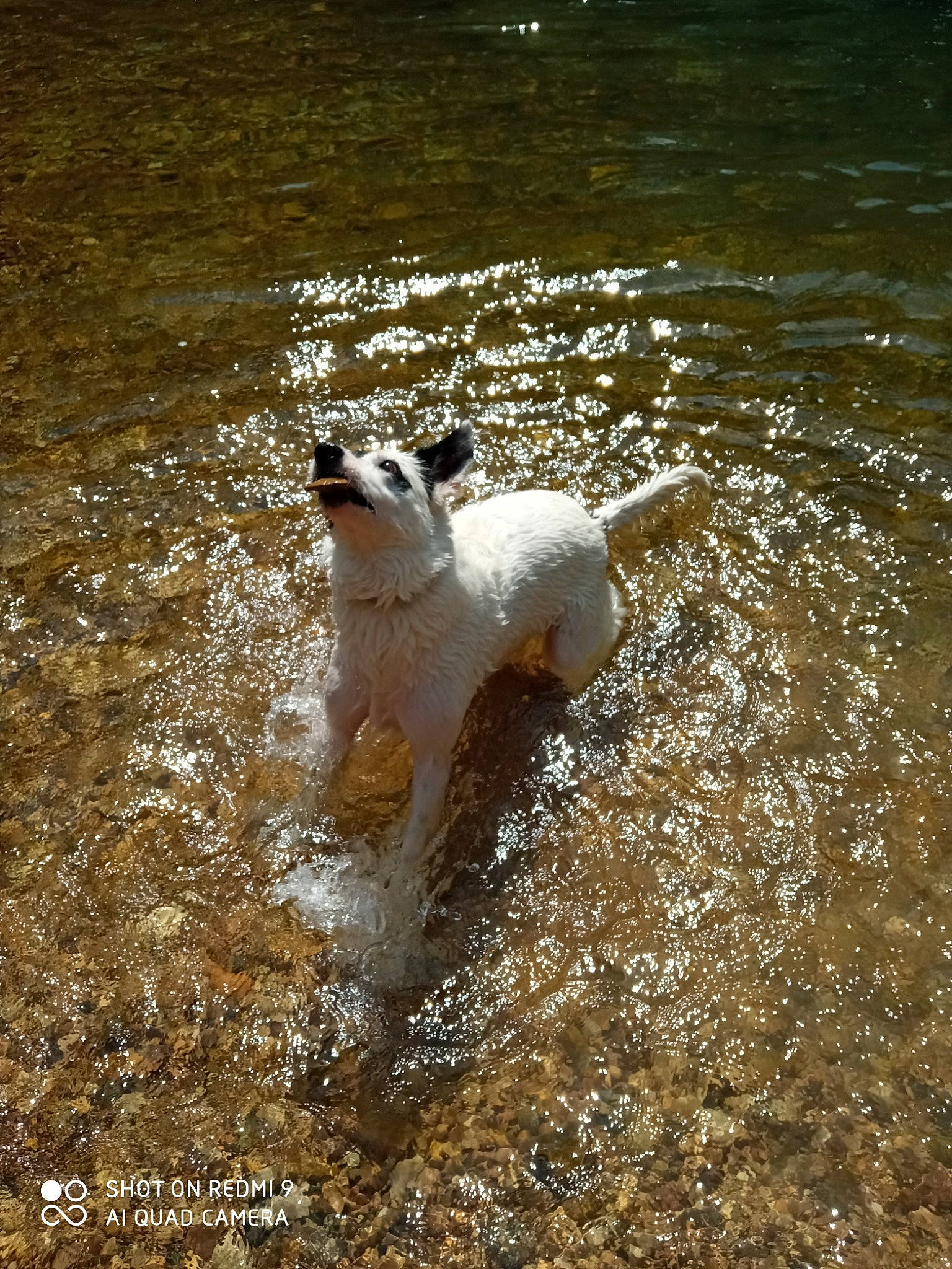 Lexy a rejoint le concours — aidez-le/la à gagner de superbes lots ! ball, canidae, carnivore, companion_dog, dog, dog_breed, fluid, lake, liquid, non_sporting_group, ocean, sea, soil, sporting_group, tail, terrestrial_animal, terrier, water, working_animal, working_dog