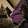 Coco joined the competition — help win amazing prizes! cat, tabby_cat, pet, animal, indoor, bed, blanket, purple, fur, tail, whiskers, ears, resting, curious, domestic_animal, feline, companion, cute, cozy, relaxed