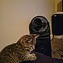 Coco is registered to the contest to win money with this photo: cat, kitten, tabby, indoor, pet, furniture, fan, speaker, carpet, curious, animal, domestic, brown, striped, young, small, cozy, home, quiet, resting