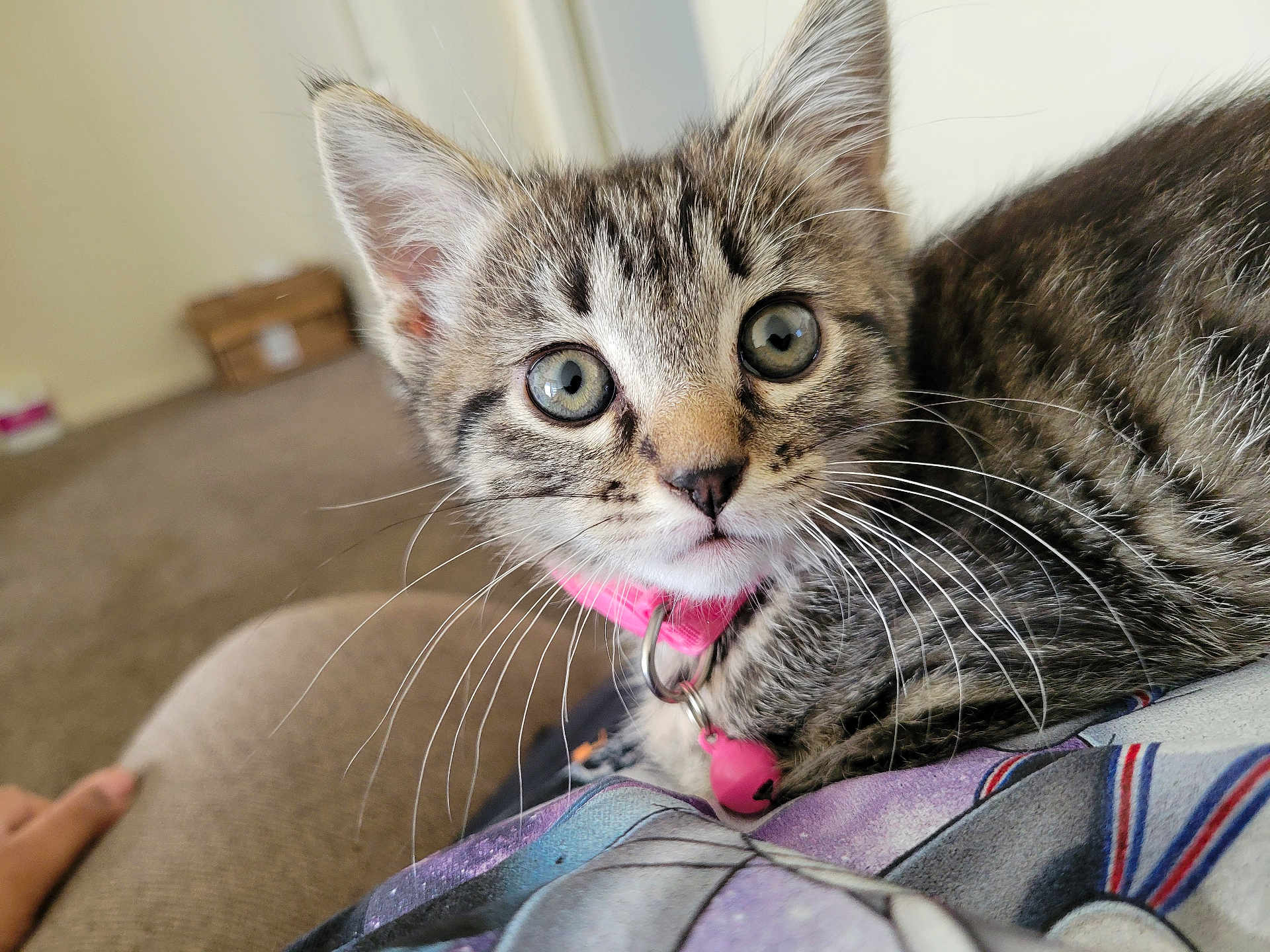 Coco joined the competition — help win amazing prizes! kitten, cat, tabby, pet, indoor, closeup, collar, whiskers, fur, animal, cute, young, eyes, face, portrait, domestic, feline, resting, person, lap