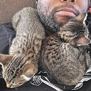 Coco is registered to the contest to win money with this photo: cat, tabby_cat, person, beard, face, animal, pet, fur, resting, cuddle, closeup, indoor, relaxation, sleeping, cozy, black_clothing, pattern, nose, mouth, human