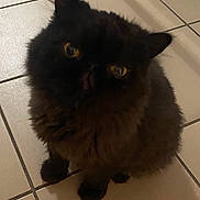 Chouchou participe au concours pour gagner de l'argent avec cette photo : cat, black_cat, feline, pet, animal, indoor, floor, tile, curious, yellow_eyes, fur, sitting, looking_up, domestic_cat, whiskers, ears, shadow, cute, fluffy, mammal