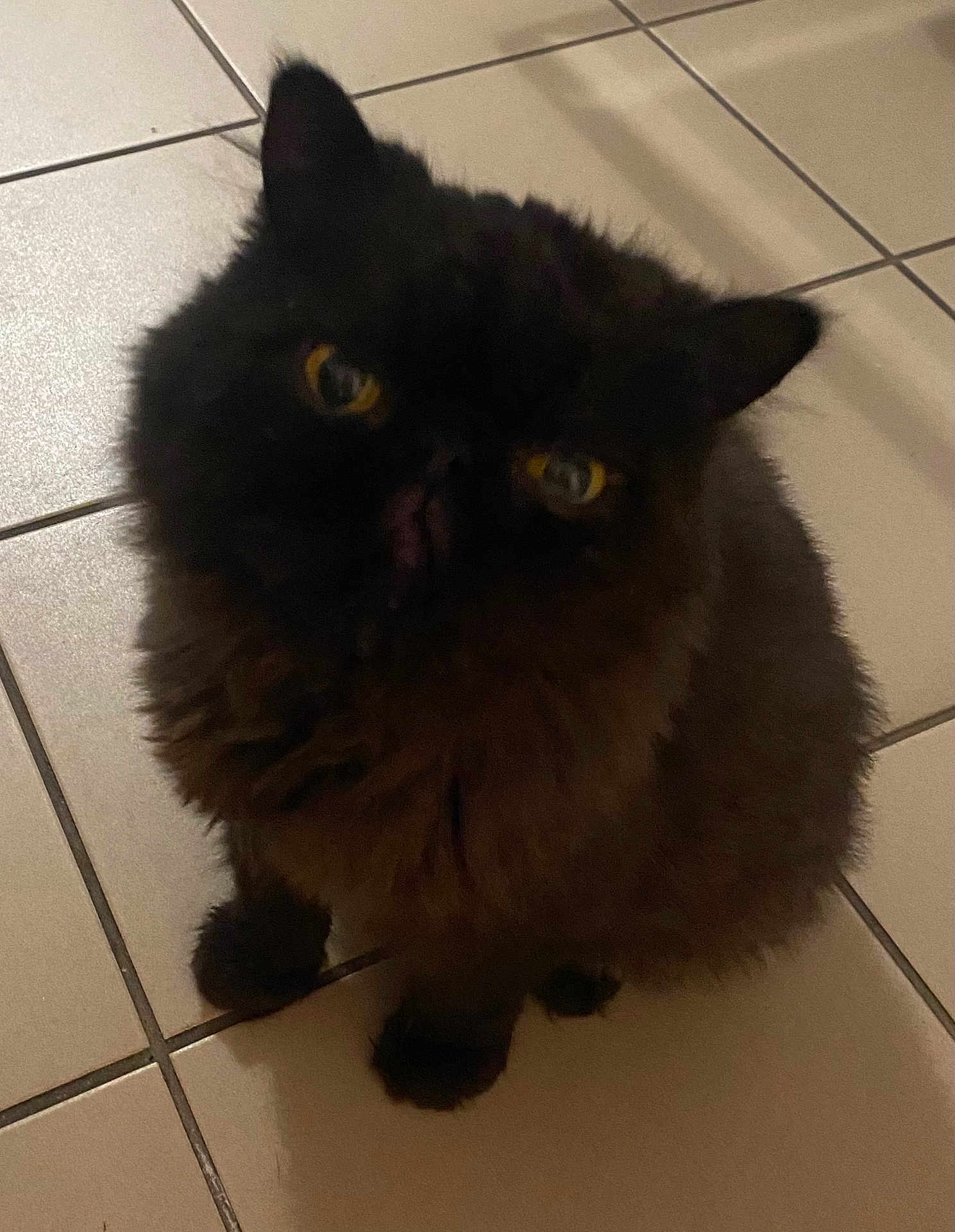 Chouchou participe au concours pour gagner de l'argent avec cette photo : cat, black_cat, feline, pet, animal, indoor, floor, tile, curious, yellow_eyes, fur, sitting, looking_up, domestic_cat, whiskers, ears, shadow, cute, fluffy, mammal