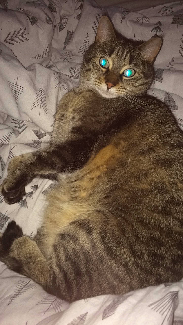 Yoka a rejoint le concours — aidez-le/la à gagner de superbes lots ! american_bobtail, arabian_mau, asian, australian_mist, british_shorthair, california_spangled, carnivore, cat, domestic_short_haired_cat, dragon_li, european_shorthair, felidae, fur, german_rex, mammal, pixie_bob, small_to_medium_sized_cats, tabby_cat, vertebrate, whiskers