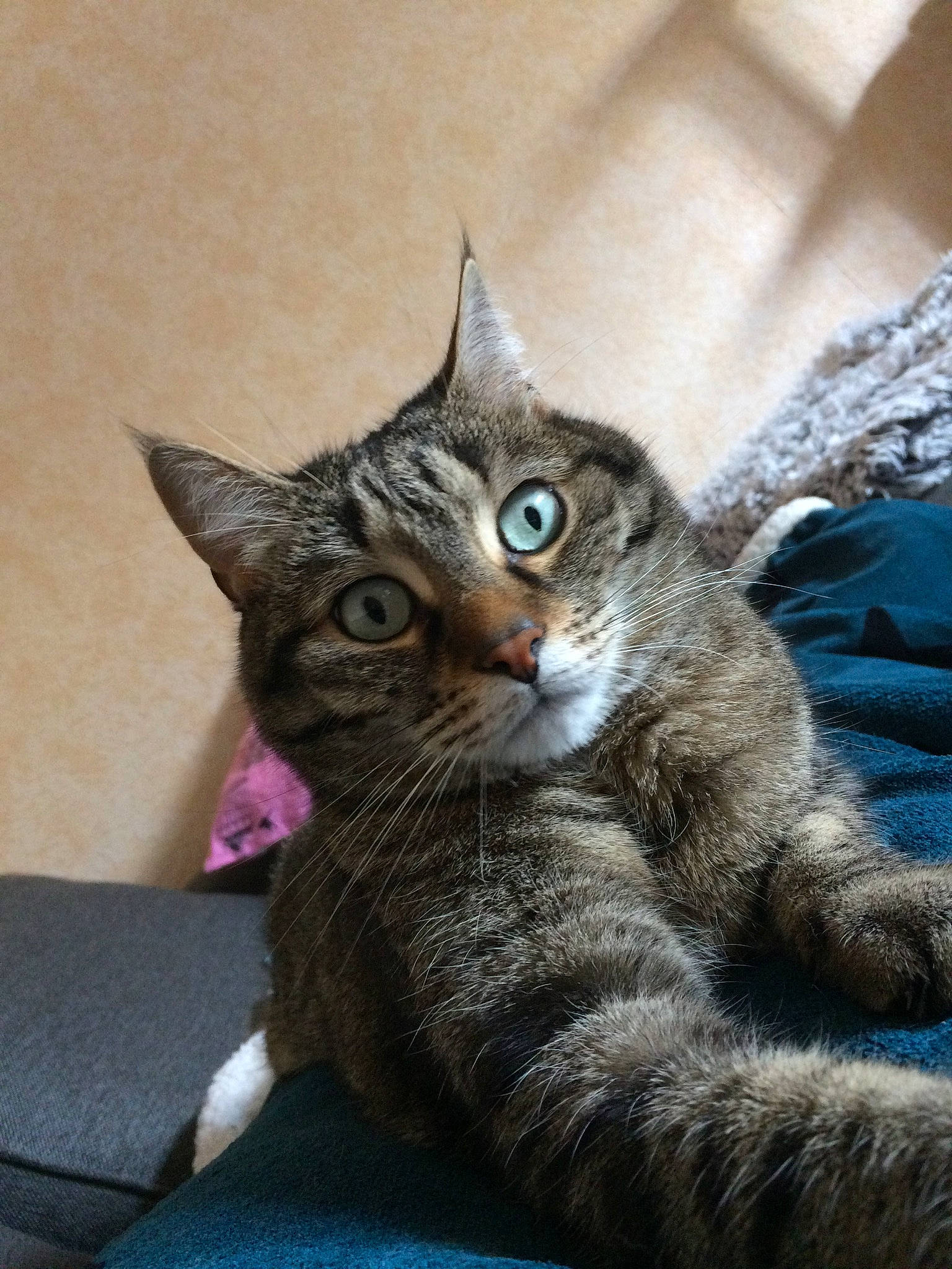 Yoka a rejoint le concours — aidez-le/la à gagner de superbes lots ! aegean_cat, american_shorthair, american_wirehair, asian, australian_mist, california_spangled, carnivore, cat, domestic_short_haired_cat, dragon_li, european_shorthair, felidae, german_rex, kitten, mammal, pixie_bob, small_to_medium_sized_cats, tabby_cat, vertebrate, whiskers