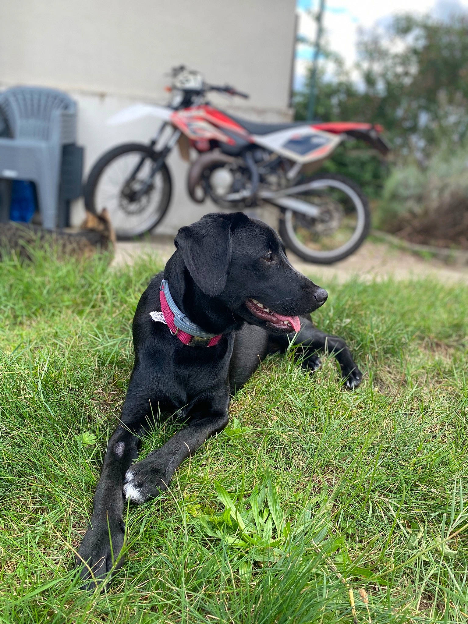Elmo a rejoint le concours — aidez-le/la à gagner de superbes lots ! canidae, carnivore, dog, dog_breed, hunting_dog, labrador_retriever, patterdale_terrier, sporting_group, vehicle