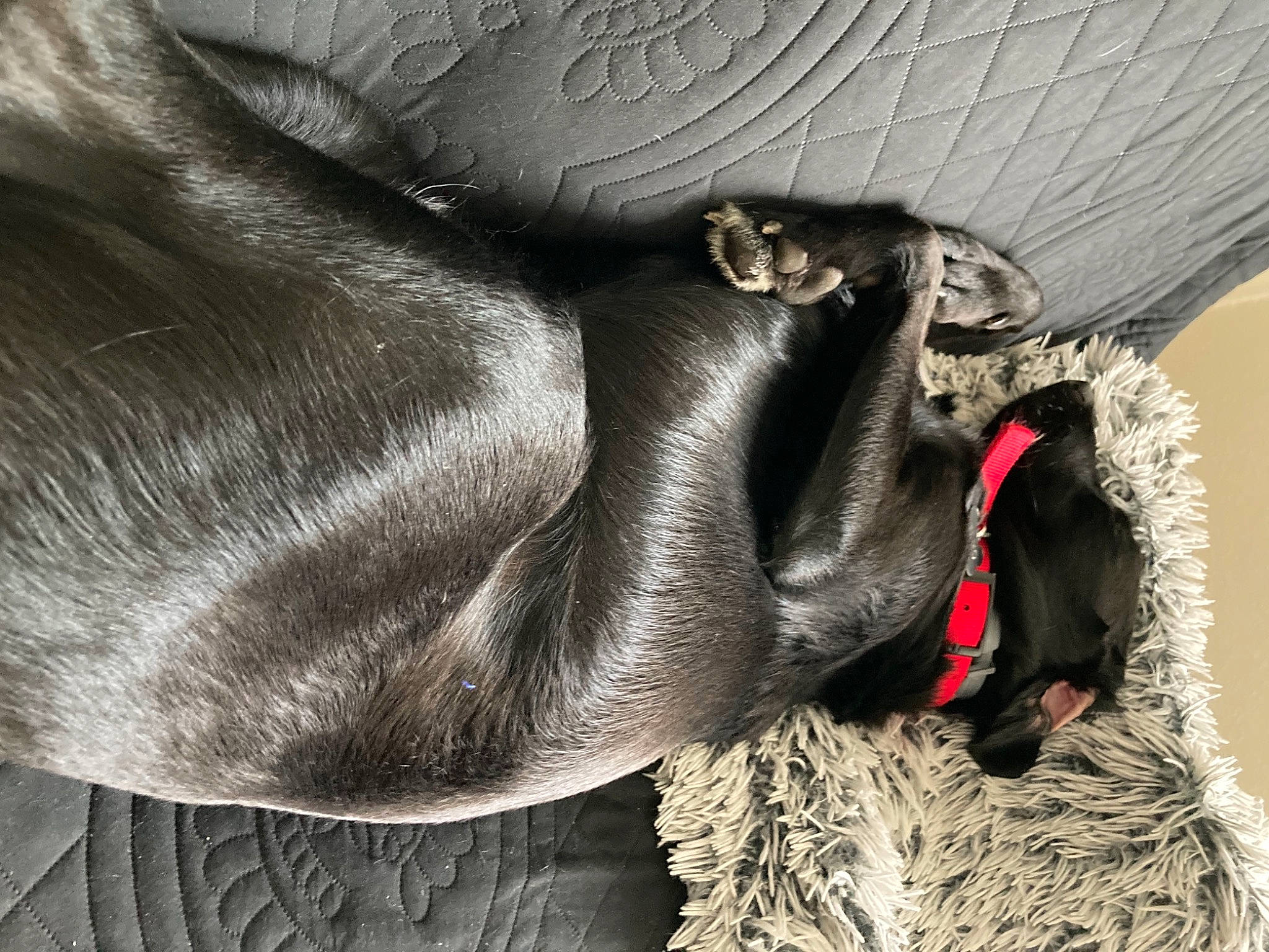 Elmo participe au concours pour gagner de l'argent avec cette photo : beige, collar, ear, fur, jacket, outerwear, weimaraner