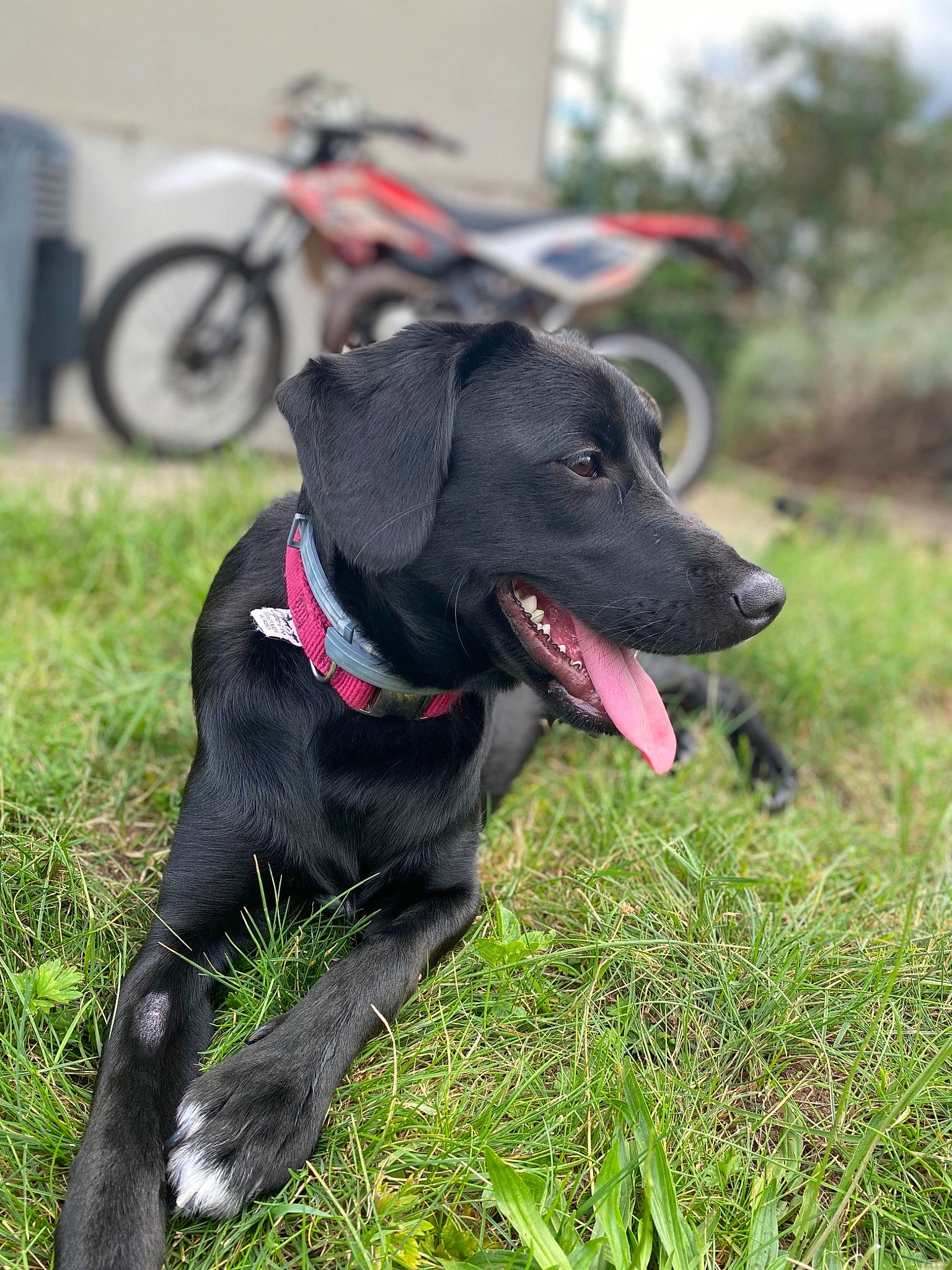 Elmo participe au concours pour gagner de l'argent avec cette photo : blue_lacy, borador, canidae, carnivore, dog, dog_breed, dog_collar, flat_coated_retriever, gladiolus, grass, hunting_dog, labrador_retriever, mammal, patterdale_terrier, plant, rare_breed_dog, snout, sporting_group, vertebrate