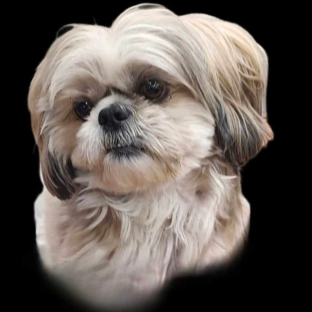 Ardy is registered to the contest to win money with this photo: animal, black_background, canine, closeup, cute, dog, domestic_animal, expression, face, fluffy, fur, head, looking_away, mammal, pet, portrait, small_dog, soft_light, studio, whiskers