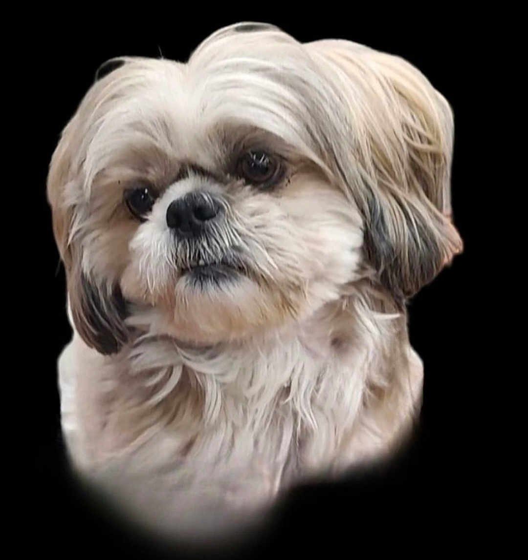 Ardy is registered to the contest to win money with this photo: animal, black_background, canine, closeup, cute, dog, domestic_animal, expression, face, fluffy, fur, head, looking_away, mammal, pet, portrait, small_dog, soft_light, studio, whiskers