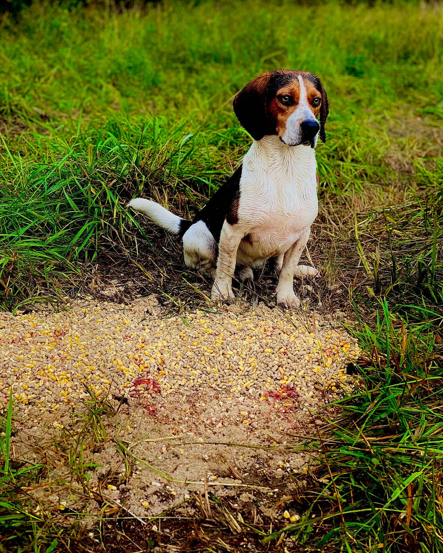 Shiloh is registered to the contest to win money with this photo: canidae, carnivore, companion_dog, dog, dog_breed, fawn, grass, grassland, groundcover, gun_dog, hound, liver, natural_landscape, plant, prairie, scent_hound, sporting_group, tail, terrestrial_animal, working_animal