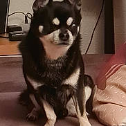 Milo participe au concours pour gagner de l'argent avec cette photo : dog, chihuahua, pet, indoor, couch, pillow, brown, black, tan, sitting, animal, fur, ears, small_dog, household, relaxed, companion, cute, domestic, portrait