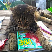 Carpette participe au concours pour gagner de l'argent avec cette photo : cat, tabby_cat, puzzle_book, outdoor, wooden_table, garden_chair, green_chair, backyard, sunlight, relaxed, pet, animal, fur, paw, leisure, daylight, table_surface, writing_instrument, pen, reading_material