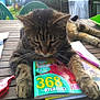 cat, tabby_cat, puzzle_book, outdoor, wooden_table, garden_chair, green_chair, backyard, sunlight, relaxed, pet, animal, fur, paw, leisure, daylight, table_surface, writing_instrument, pen, reading_material