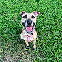 Everest joined the competition — help win amazing prizes! dog, grass, outdoor, happy, pet, boots, collar, tongue_out, canine, playful, smiling, animal, nature, greenery, paw_protection, cute, sitting, friendly, leash, daylight