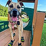 Everest is registered to the contest to win money with this photo: dog, canine, booties, harness, playground, outdoor, grass, sky, daylight, happy, pet, tongue_out, brown_dog, leash_tag, wooden_structure, greenery, play_area, park, smiling, four_legs