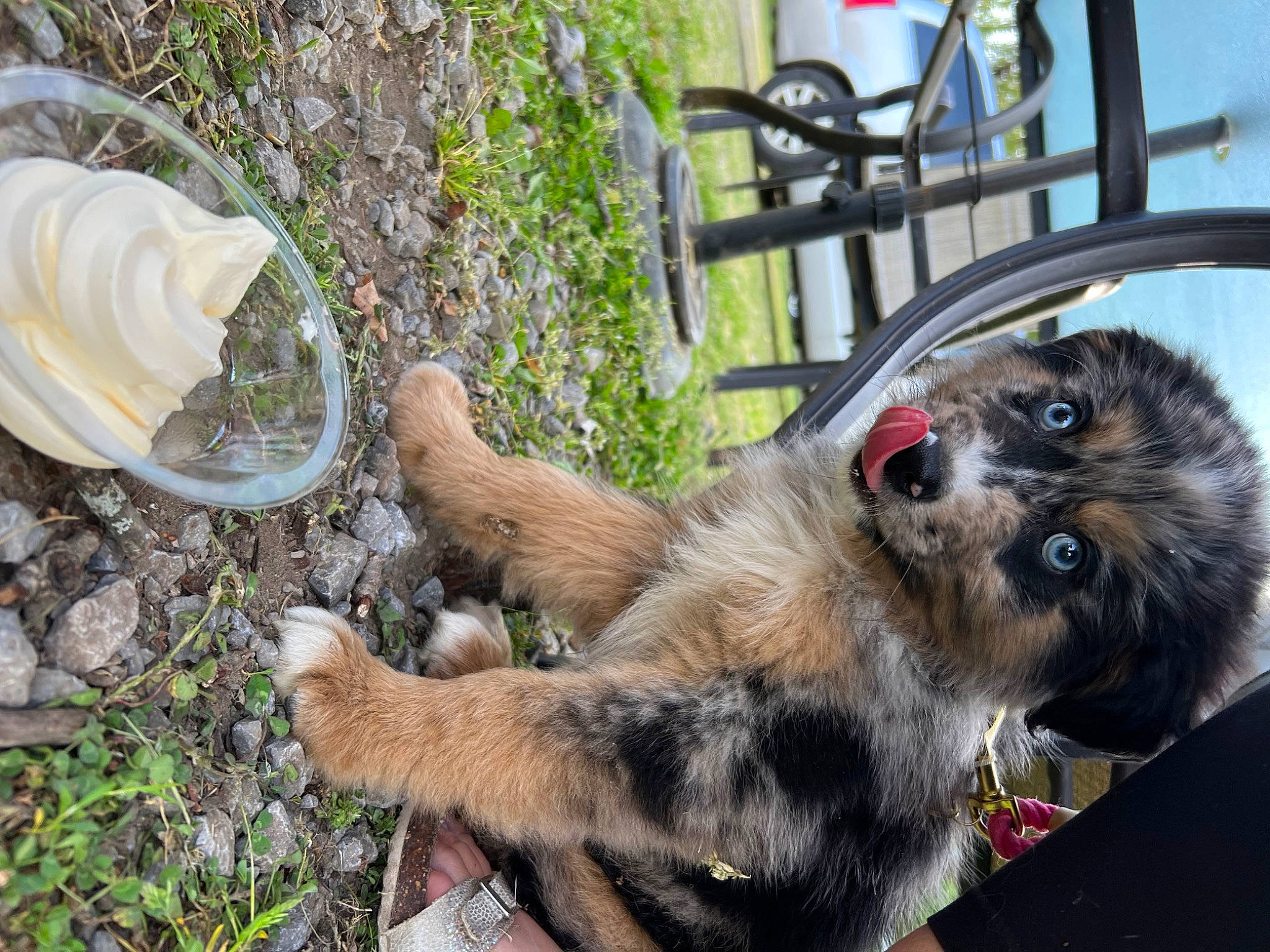 Bandit joined the competition — help win amazing prizes! canidae, carnivore, chair, claw, companion_dog, dog_breed, domestic_short_haired_cat, fawn, felidae, fur, grass, paw, plant, small_to_medium_sized_cats, snout, soil, sporting_group, tail, terrestrial_animal, whiskers