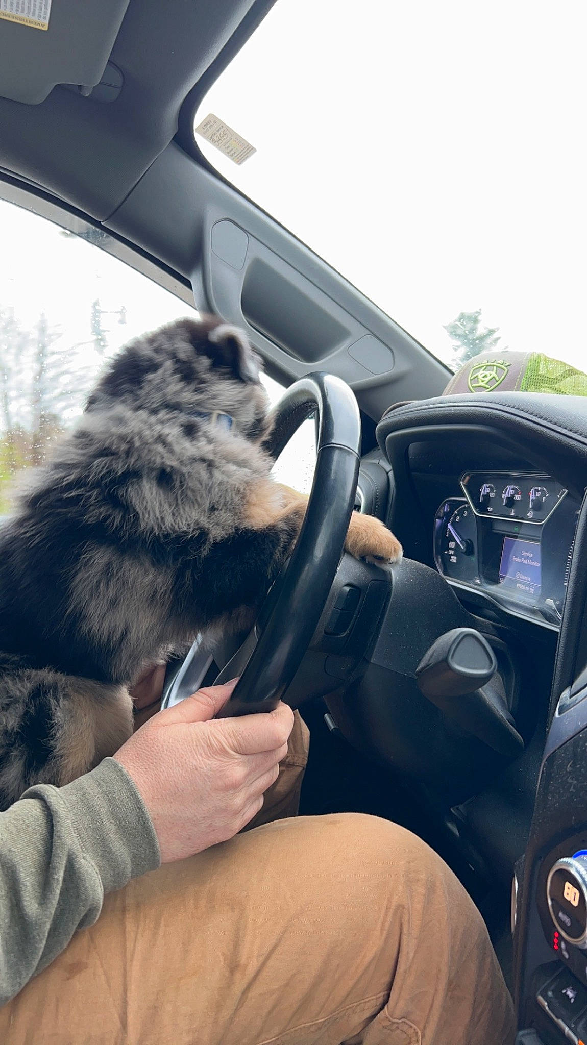 Bandit joined the competition — help win amazing prizes! auto_part, automotive_design, automotive_exterior, automotive_mirror, car, companion_dog, dog, family_car, luxury_vehicle, mammal, mode_of_transport, motor_vehicle, personal_luxury_car, sky, steering_part, steering_wheel, vehicle, vehicle_door, vertebrate, window