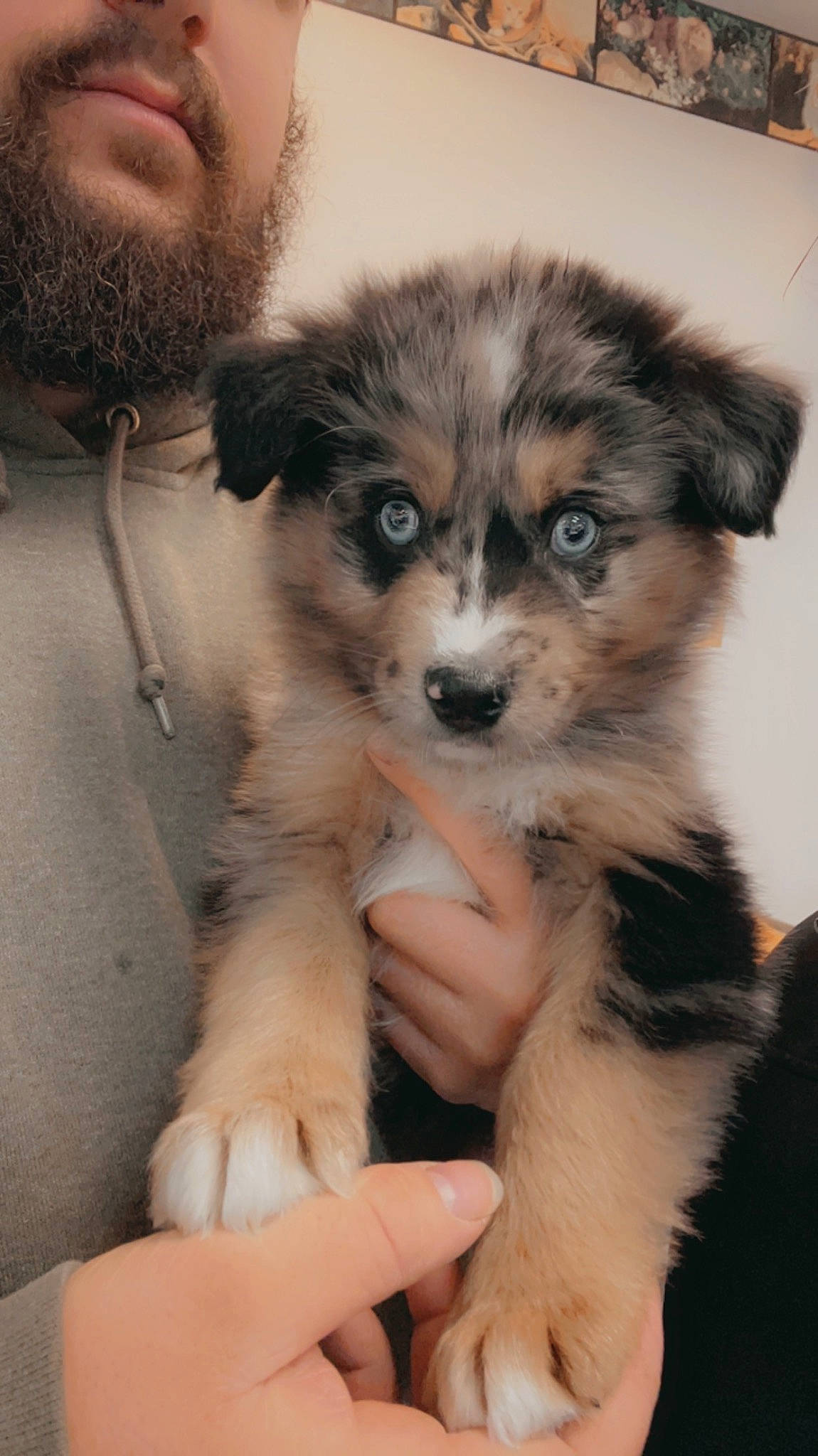 Bandit joined the competition — help win amazing prizes! ancient_dog_breeds, australian_shepherd, beard, canidae, carnivore, companion_dog, dog, dog_breed, fur, miniature_australian_shepherd, snout, sporting_group, terrestrial_animal, toy_dog, whiskers, working_animal, working_dog