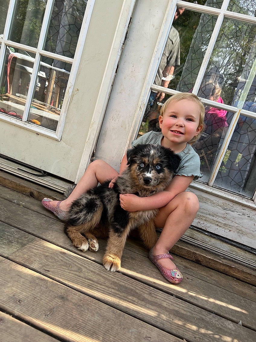 Bandit joined the competition — help win amazing prizes! barefoot, canidae, carnivore, companion_dog, dog, dog_breed, fawn, fun, fur, happy, leg, leisure, sitting, smile, snout, sporting_group, toddler, window, wood, working_animal