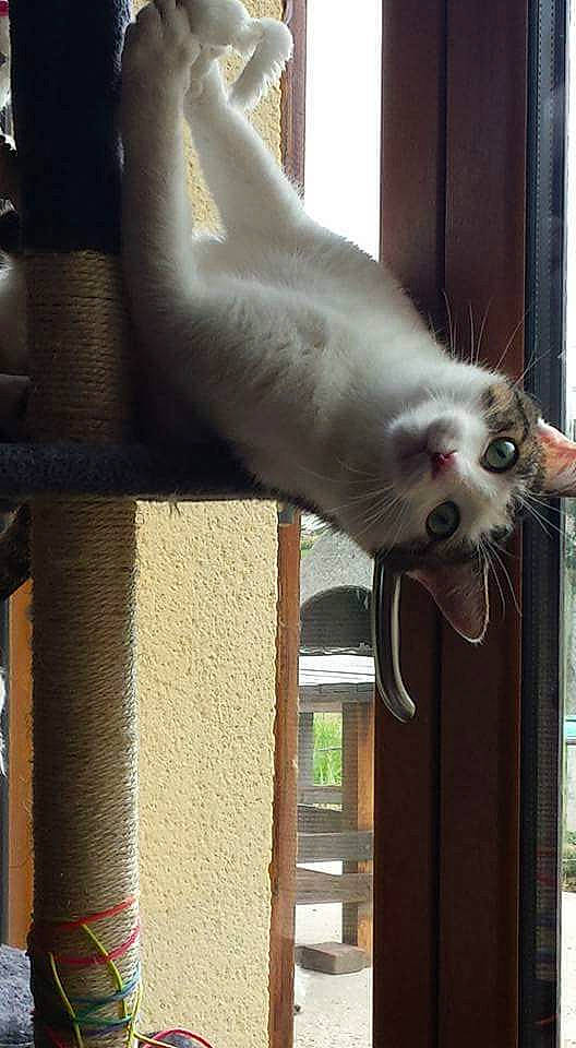 Danette a rejoint le concours — aidez-le/la à gagner de superbes lots ! carnivore, cat, fawn, felidae, leg, small_to_medium_sized_cats, tail, turkish_van, whiskers, window