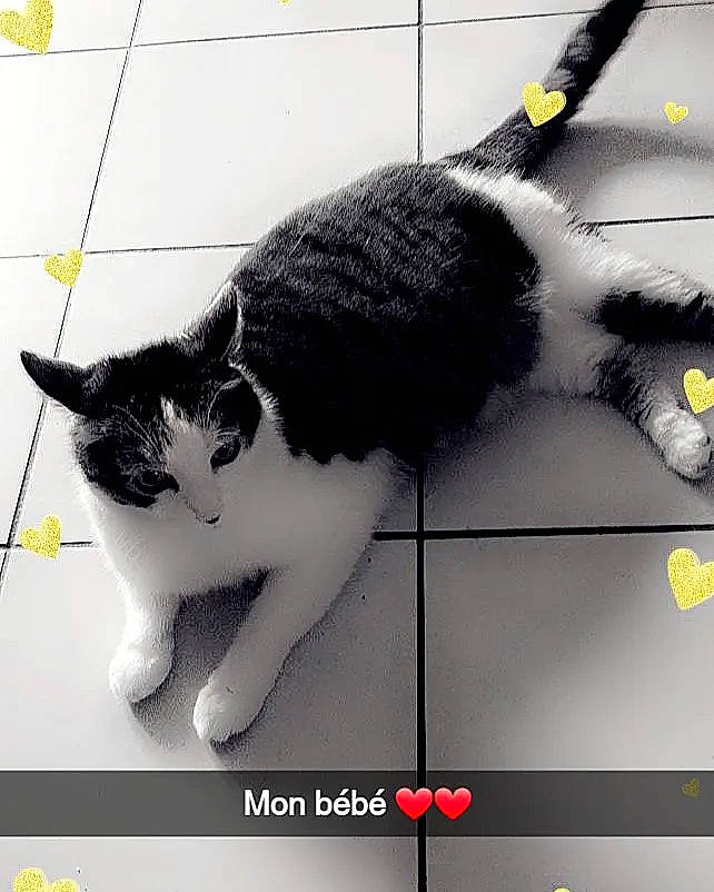 Danette a rejoint le concours — aidez-le/la à gagner de superbes lots ! carnivore, cat, domestic_short_haired_cat, felidae, fur, line, mammal, metal, paw, photo_caption, rectangle, small_to_medium_sized_cats, snapshot, snout, square, tail, terrestrial_animal, vertebrate, whiskers, windshield