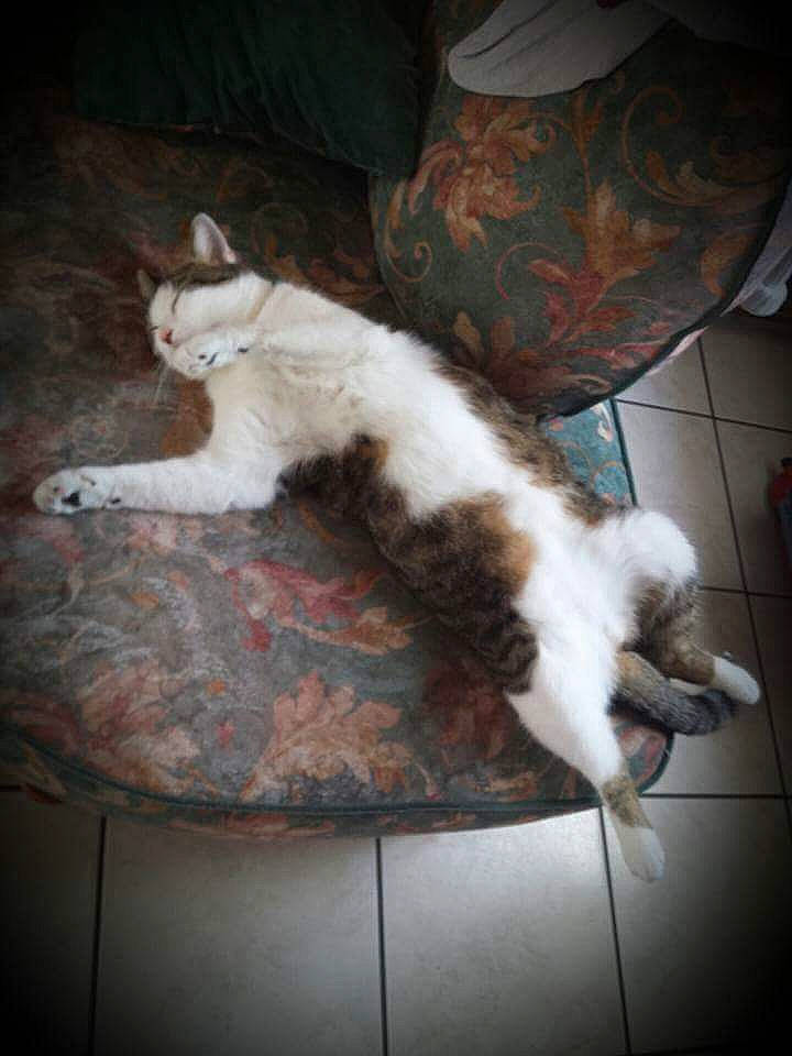 Danette a rejoint le concours — aidez-le/la à gagner de superbes lots ! carnivore, cat, domestic_short_haired_cat, european_shorthair, felidae, kitten, small_to_medium_sized_cats, tail, whiskers