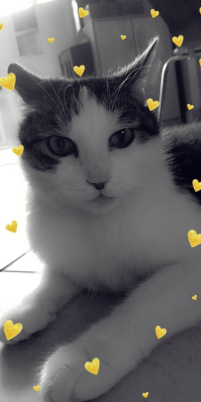 Danette a rejoint le concours — aidez-le/la à gagner de superbes lots ! carnivore, cat, domestic_short_haired_cat, felidae, fur, monochrome_photography, paw, small_to_medium_sized_cats, snout, tail, whiskers