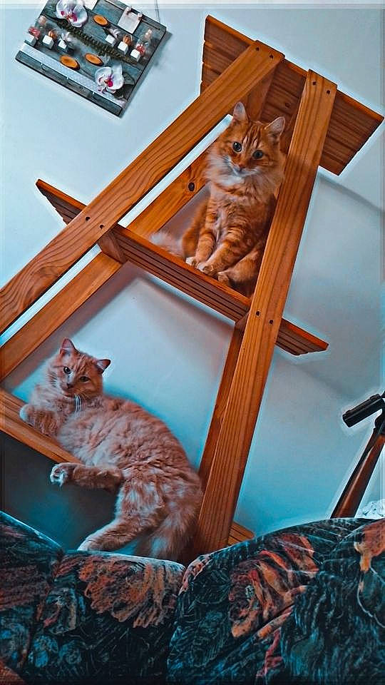 Pêche a rejoint le concours — aidez-le/la à gagner de superbes lots ! art, brown, carnivore, cat, chair, curtain, domestic_short_haired_cat, fawn, felidae, fur, hardwood, house, room, shelf, small_to_medium_sized_cats, tail, whiskers, window, window_covering, wood