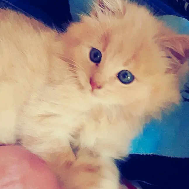 Pêche a rejoint le concours — aidez-le/la à gagner de superbes lots ! british_longhair, carnivore, cat, claw, comfort, electric_blue, fawn, felidae, finger, fur, gesture, iris, paw, small_to_medium_sized_cats, snout, tail, terrestrial_animal, whiskers