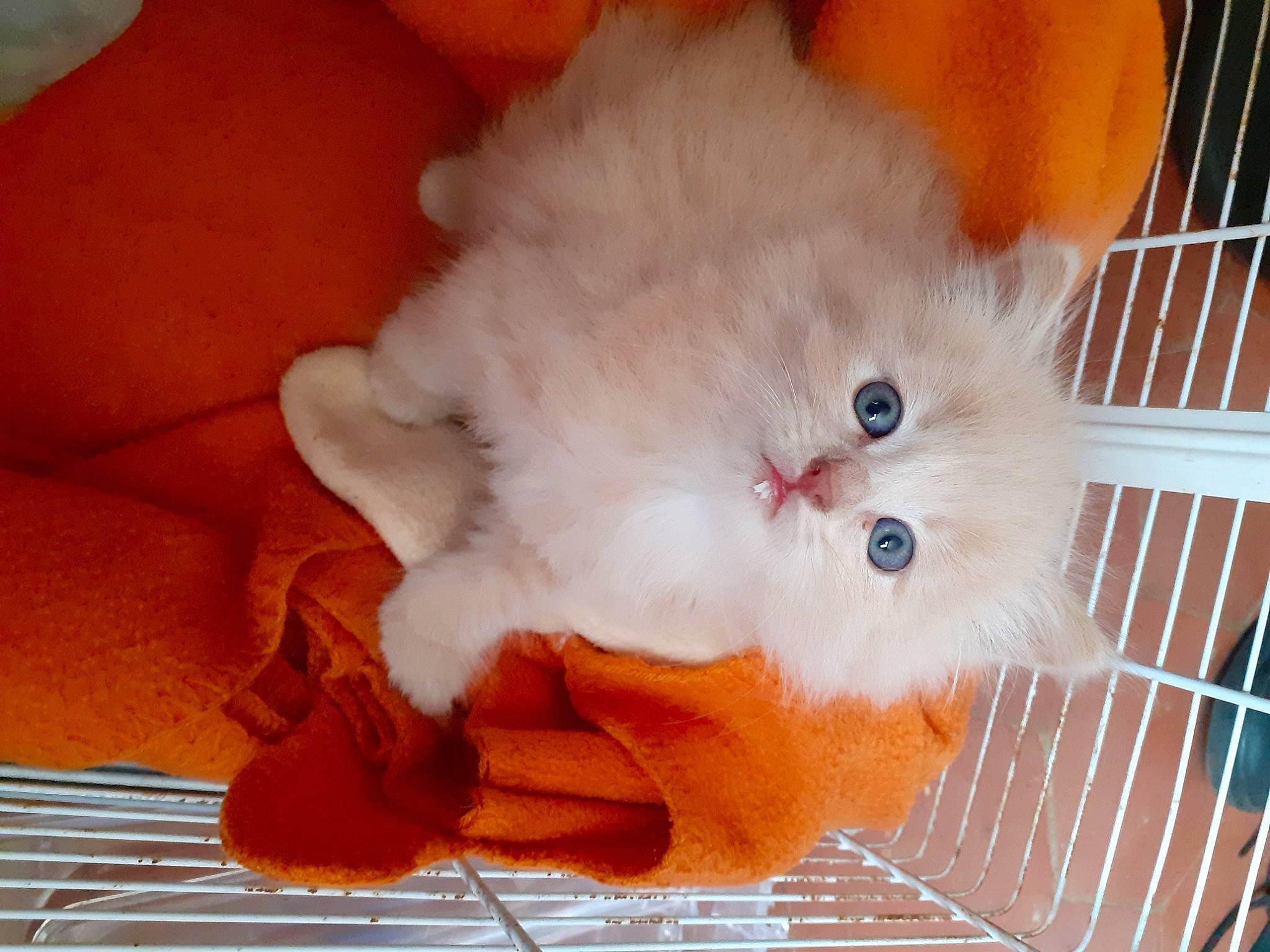 Pêche a rejoint le concours — aidez-le/la à gagner de superbes lots ! art, box, british_longhair, carnivore, cat, claw, comfort, domestic_short_haired_cat, fawn, felidae, fur, paw, small_to_medium_sized_cats, snout, tail, whiskers