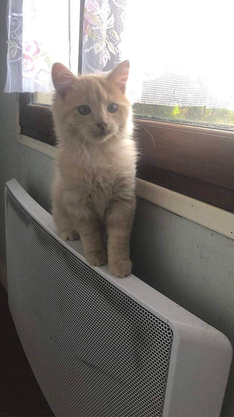 Pêche a rejoint le concours — aidez-le/la à gagner de superbes lots ! automotive_exterior, box, carnivore, cat, comfort, domestic_short_haired_cat, fawn, felidae, fur, mesh, output_device, paw, sky, small_to_medium_sized_cats, tail, whiskers, window