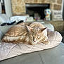 Latte is registered to the contest to win money with this photo: animal, cat, couch, cozy, cute, ears, feline, fur, furniture, home, indoor, nap, orange_cat, pet, pillow, quilted, relaxed, resting, sleeping, whiskers