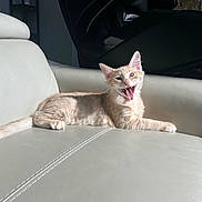 Latte joined the competition — help win amazing prizes! animal, cat, cute, daylight, expression, feline, fur, home, indoor, kitten, leather_couch, living_room, mouth_open, orange_tabby, pet, relaxed, resting, sunlight, texture, whiskers