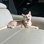 animal, cat, cute, daylight, expression, feline, fur, home, indoor, kitten, leather_couch, living_room, mouth_open, orange_tabby, pet, relaxed, resting, sunlight, texture, whiskers