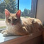 Latte joined the competition — help win amazing prizes! animal, cat, daylight, domestic_cat, ears, fur, home, indoor, light_orange_tabby, nose, paws, pet, quiet, relaxed, resting, suburban, sunlight, whiskers, window_screen, windowsill
