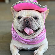 Larry Bird is registered to the contest to win money with this photo: dog, french_bulldog, pet, animal, pink_hat, bandana, tongue_out, cute, portrait, close_up, canine, domestic_animal, outdoor, sitting, funny, costume, accessory, happy, face, paw