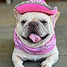 dog, french_bulldog, pet, animal, pink_hat, bandana, tongue_out, cute, portrait, close_up, canine, domestic_animal, outdoor, sitting, funny, costume, accessory, happy, face, paw