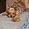 dog, yorkshire_terrier, small_dog, toy_dog, pet, animal, lying_down, resting, sleepy, fluffy, brown_fur, long_hair, pointed_ears, bow, dog_clothing, blanket, bed, pillow, indoors, cozy