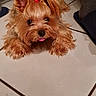 dog, yorkshire_terrier, small_dog, toy_dog, long_hair, brown_fur, red_bow, tongue_out, lying_down, pet, indoors, tile_floor, furniture, portrait, centered_subject, groomed, cute, alert, animal, home