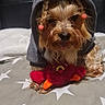 Maia participe au concours pour gagner de l'argent avec cette photo : dog, yorkshire_terrier, small_dog, hood, costume, plush_toy, dragon_toy, cushion, bed, indoor, portrait, pet, brown_fur, long_hair, tongue, sitting, cute, playful, star_pattern, furniture